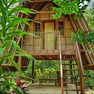 Lazy Lizard Hostel